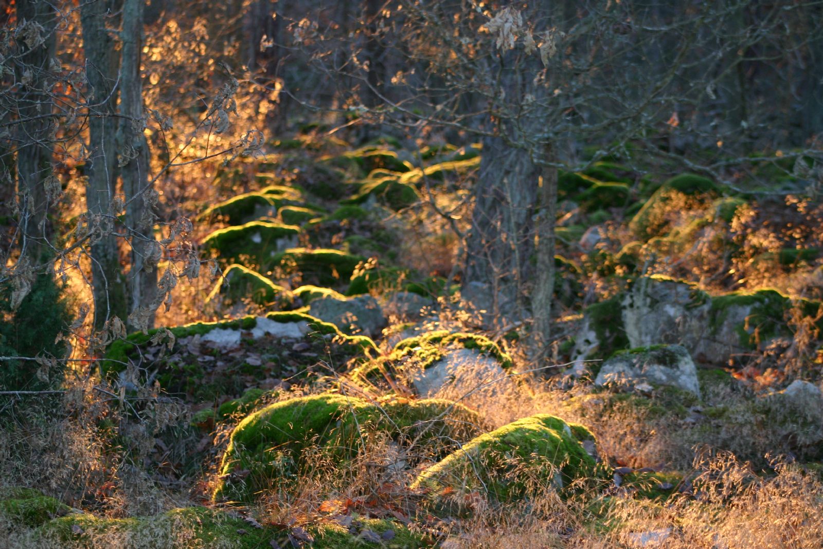 Om man byggde hus pÃ¥ fel plats i skogen kunde det gÃ¥ illa...