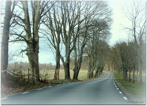 I kurvan i bakgrunden pÃ¥ bilden vek de tre fÃ¥ren upp tillhÃ¶ger. Foto: OkÃ¤nd 

