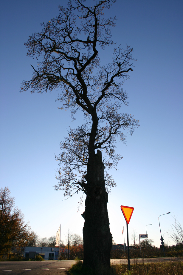 Snapphaneeken i SÃ¶lvesborg Ã¥r 2004. Foto: Ingemar LÃ¶nnbom.